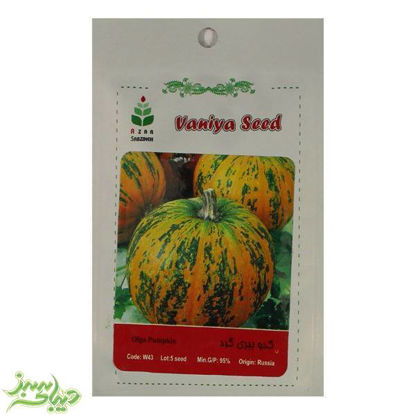 تصویر  بذر کدو ببری گرد