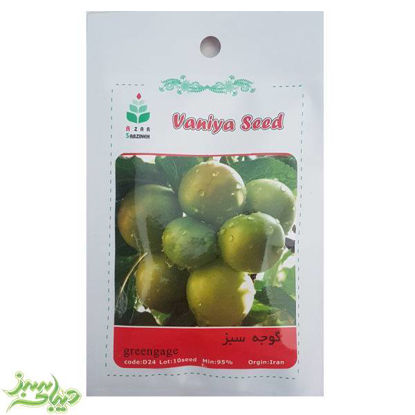 تصویر  بذر گوجه سبز
