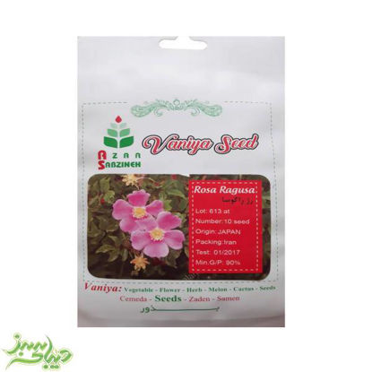 تصویر  بذر رز راگوسا