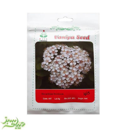 تصویر  بذر گلپر