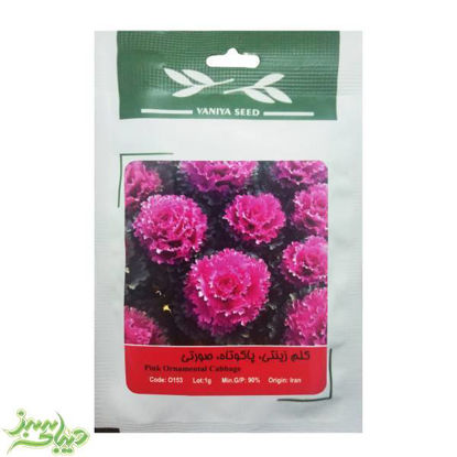 تصویر  بذر کلم زینتی ، پاکوتاه ، صورتی