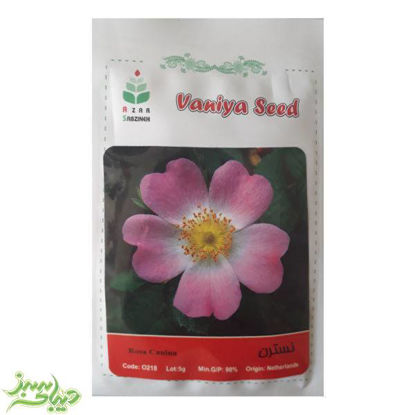 تصویر  بذر نسترن