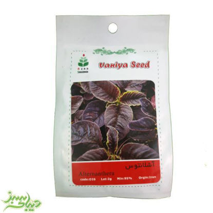 تصویر  بذر آشلانتوس