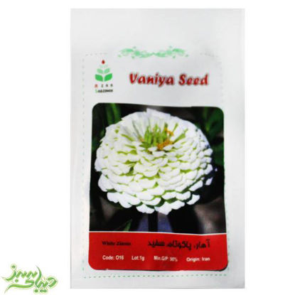 تصویر  بذر آهار پاکوتاه سفید