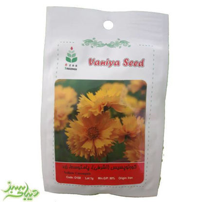 تصویر  بذر کورئوپسیس (اشرفی)،پامتوسط ، زرد