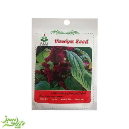 تصویر  بذر آمارنتوس نخلی ، پابلند ، قرمز