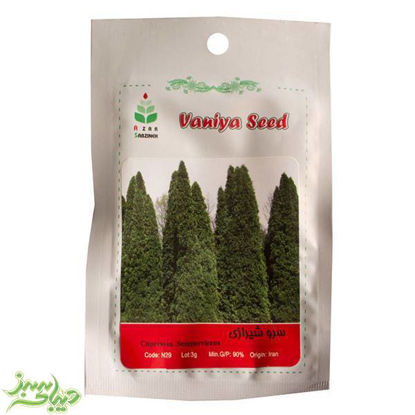 تصویر  بذر سرو شیرازی