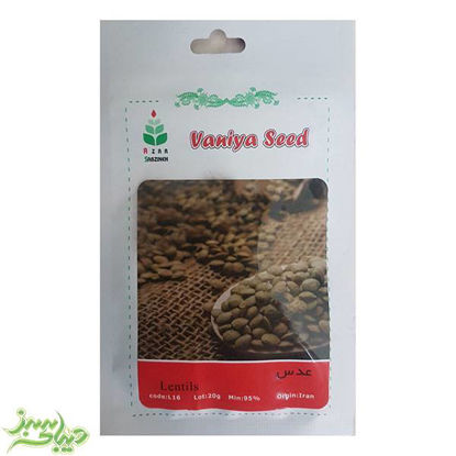 تصویر  بذر عدس