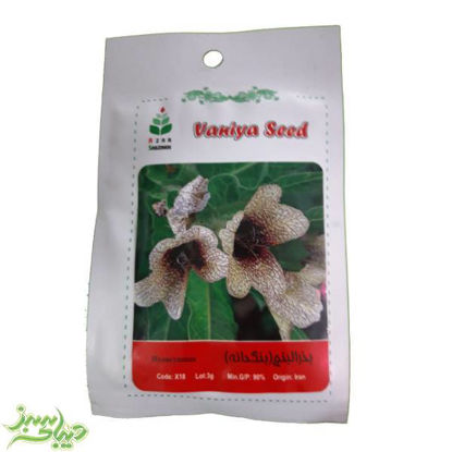 تصویر  بذر بذرالبنج(بنگدانه )