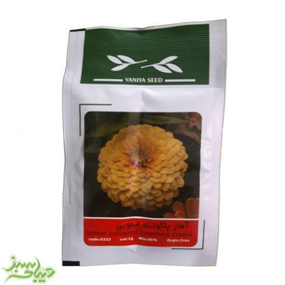 تصویر  بذر آهار پاکوتاه لیمویی