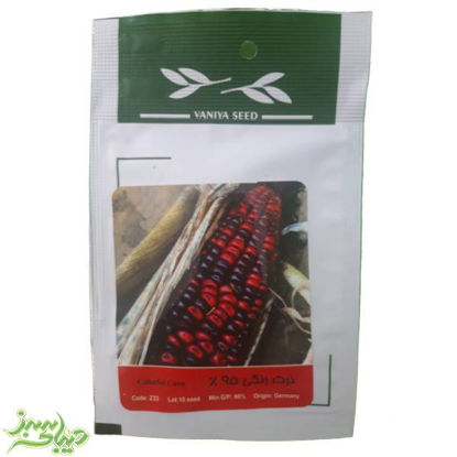 تصویر  بذر ذرت رنگی 95%