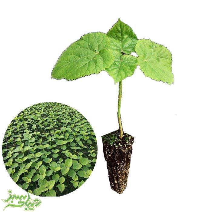 تصویر  نشا پالونیا تومنتوسا