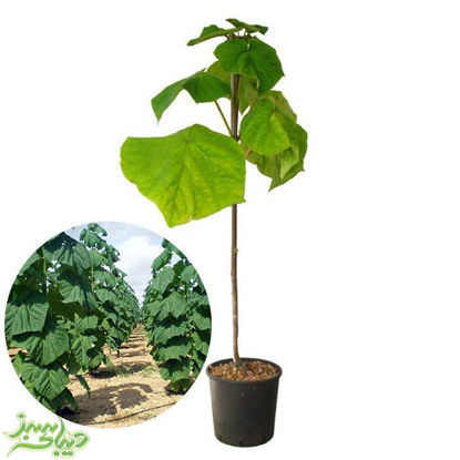 تصویر  نهال پالونیا تومنتوسا