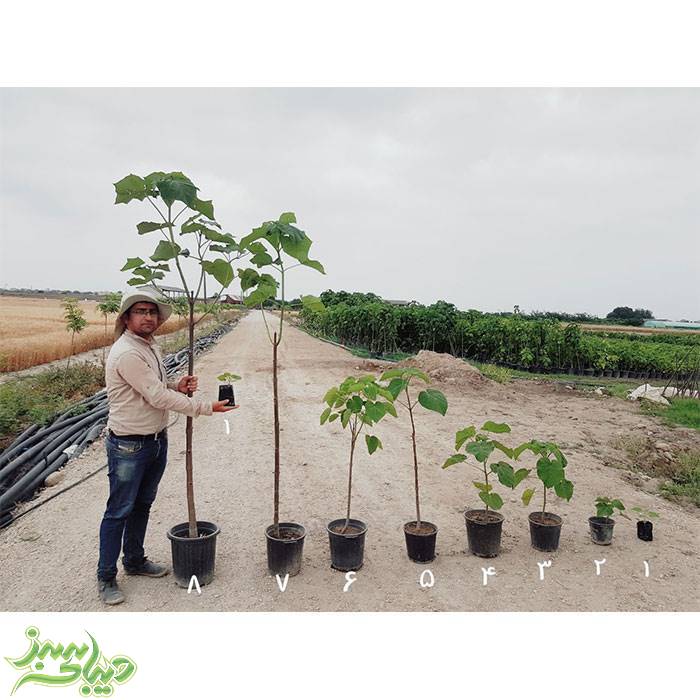 تصویر  نهال پالونیا فورتونی