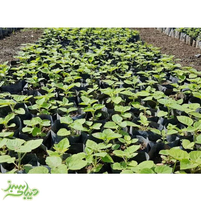 تصویر  نهال پالونیا فورتونی (پیش فروش زمستانه)