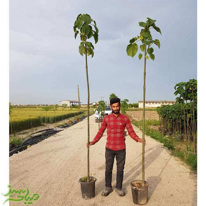 تصویر  نهال پالونیا فورتونی (پیش فروش زمستانه)