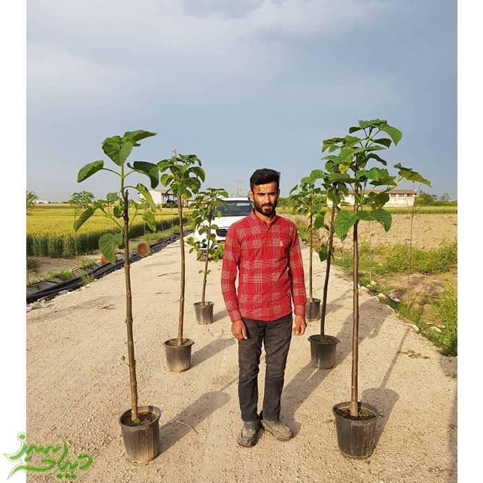 تصویر  نهال پالونیا فورتونی (پیش فروش زمستانه)