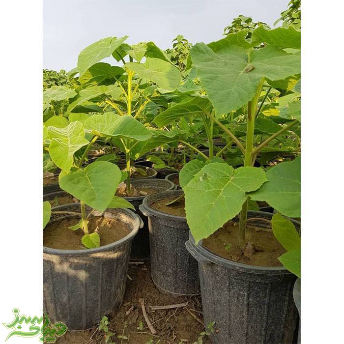 تصویر  نهال پالونیا فورتونی (پیش فروش زمستانه)