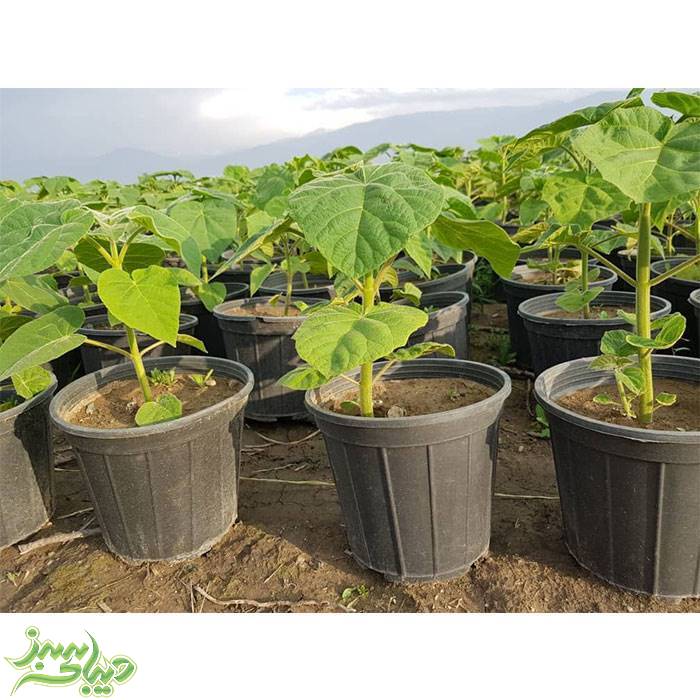 تصویر  نهال پالونیا فورتونی (پیش فروش زمستانه)