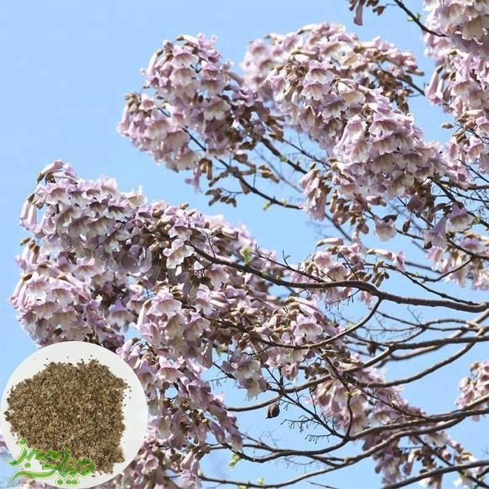 تصویر  نهال پالونیا فورتونی (پیش فروش زمستانه)