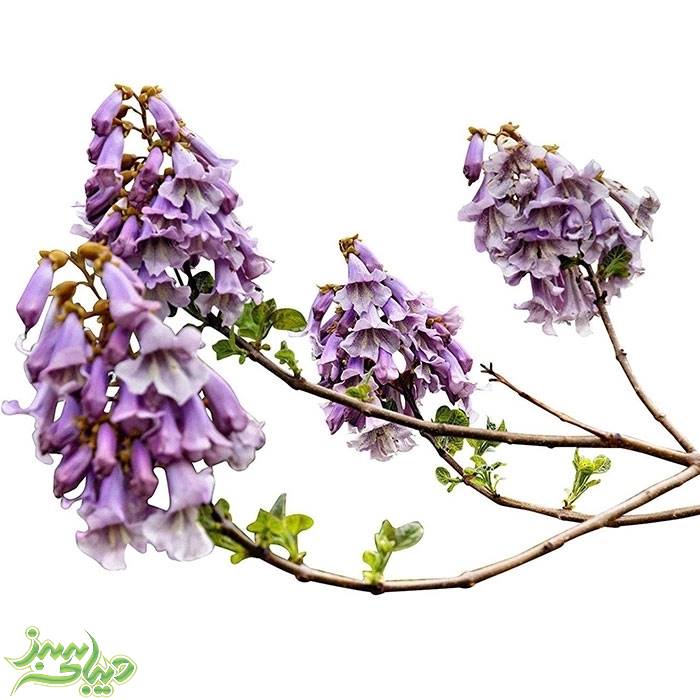 تصویر  نهال پالونیا فورتونی