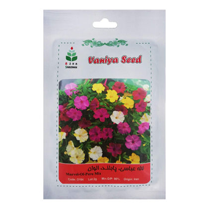 تصویر  بذر لاله عباسی ، پابلند ، الوان