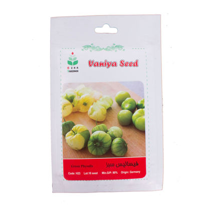 تصویر  بذر فیسالیس سبز