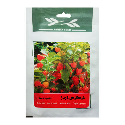 تصویر  بذر فیسالیس قرمز
