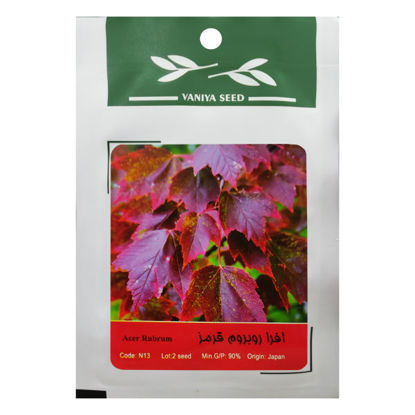 تصویر  بذر افرا روبروم قرمز