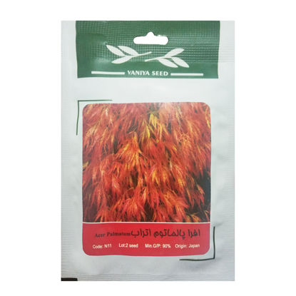 تصویر  بذر افرا پالماتوم اتراب