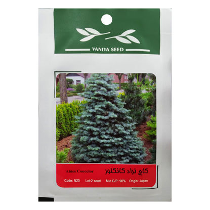 تصویر  بذر کاج نراد کانکلور