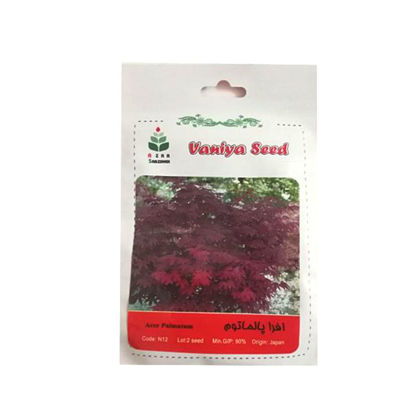 تصویر  بذر افرا پالماتوم