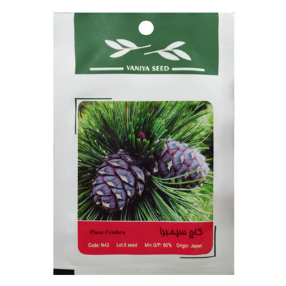 تصویر  بذر کاج سیمبرا