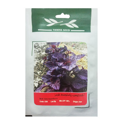 تصویر  بذر آشلانتوس ، پامتوسط ، قرمز