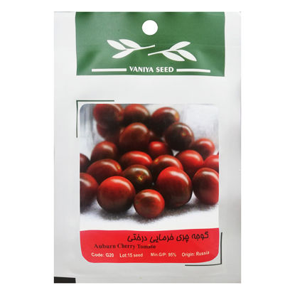 تصویر  بذر گوجه چری خرمایی درختی