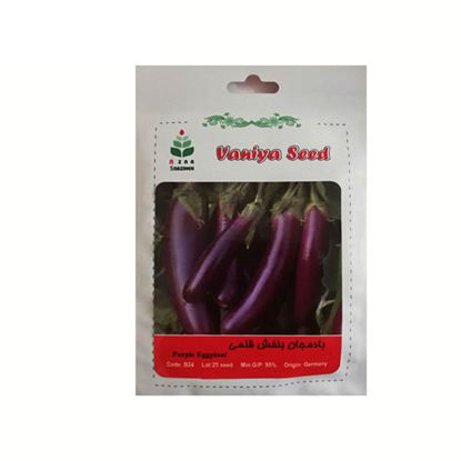 تصویر  بذر بادمجان بنفش قلمی