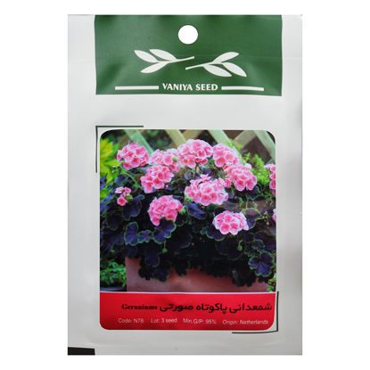 تصویر  بذر شمعدانی پاکوتاه صورتی