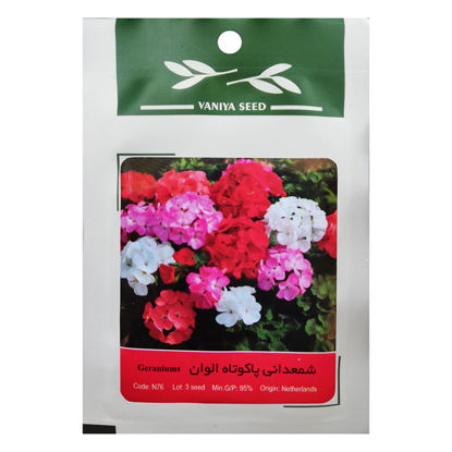 تصویر  بذر شمعدانی پاکوتاه الوان