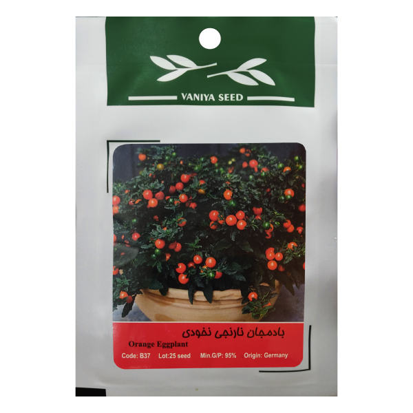 تصویر  بذر بادمجان نارنجی نخودی