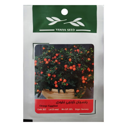 تصویر  بذر بادمجان نارنجی نخودی