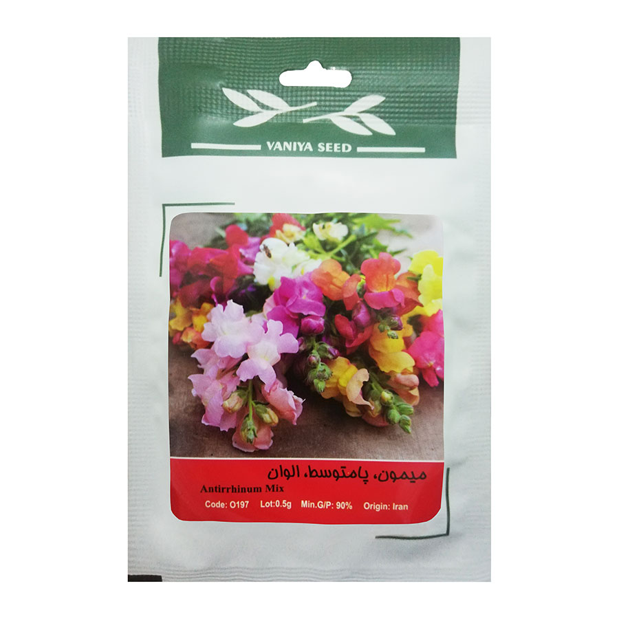 تصویر  بذر میمون ، پامتوسط ، الوان