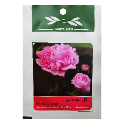 تصویر  بذر گل محمدی