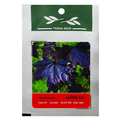 تصویر  بذر افرا پلانتانید