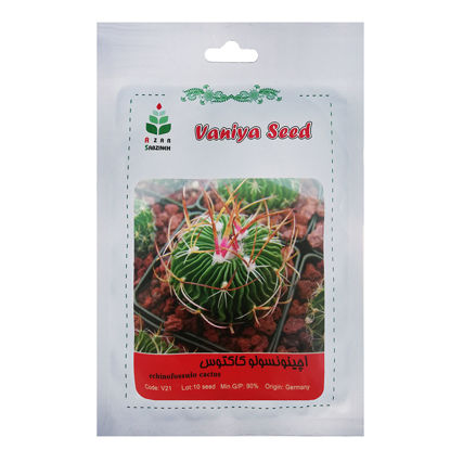 تصویر  بذر اچینونسولو کاکتوس