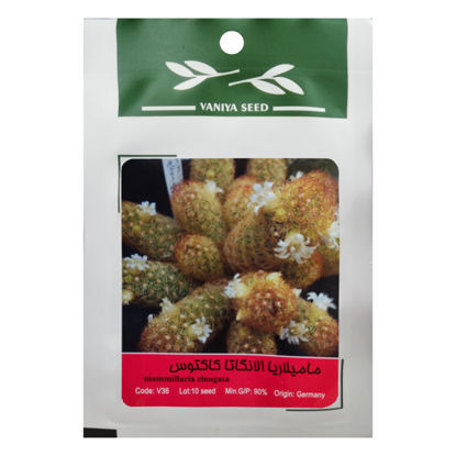 تصویر  بذر مامیلاریا الانگاتا کاکتوس