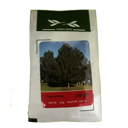 تصویر  بذر کاج تهران