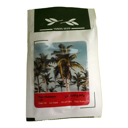 تصویر  بذر پالم واشنگتن