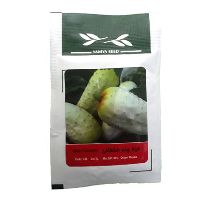 تصویر  بذر خیار چنبر سلطانی