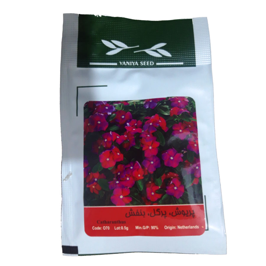 تصویر  بذر پریوش ، پرگل ، بنفش