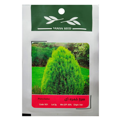 تصویر  بذر سرو خمره ای